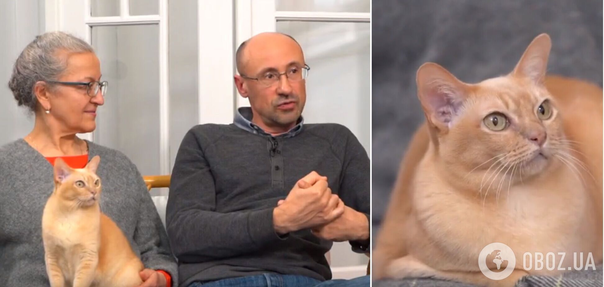 'Кошку из Мариуполя спасали 100 человек': историю чуда рассказали музею 'Голоса мирных' Фонда Рината Ахметова