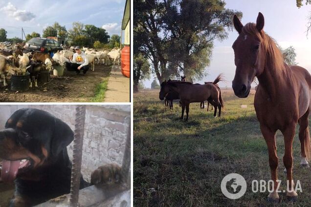 Съели 10 га сои и объедают огороды: на Киевщине сельрада объявила 'войну' приюту для животных