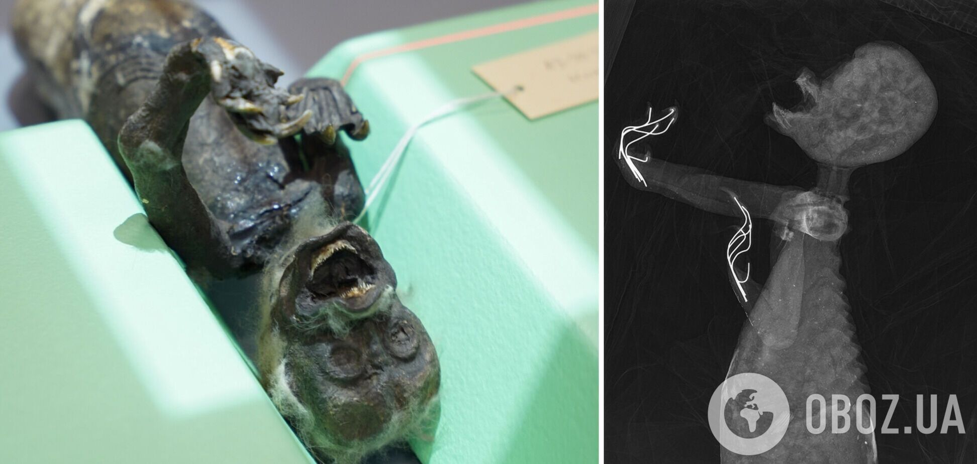 Моторошна 100-річна 'русалка' з Японії виявилася 'монстром Франкенштейна': що дізналися вчені