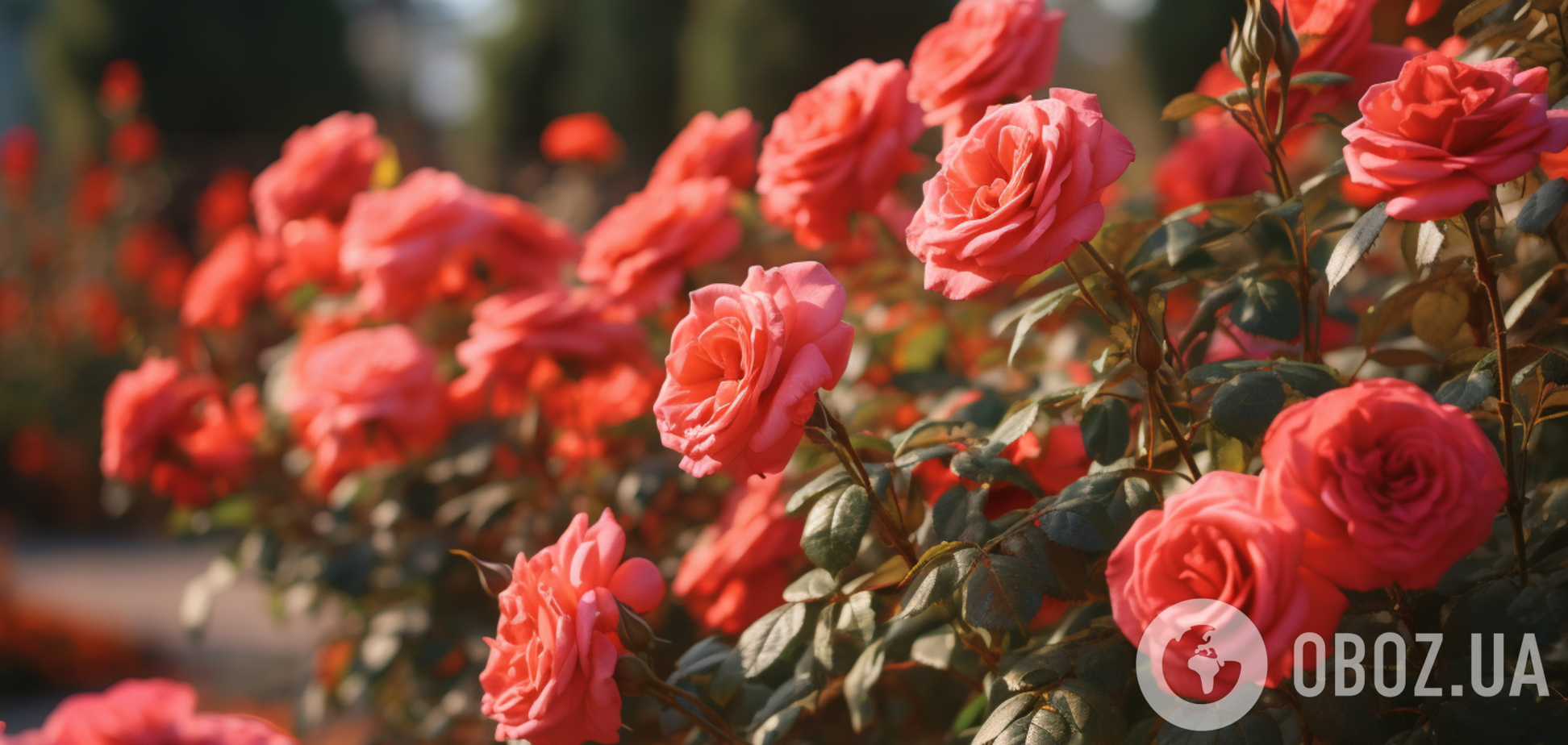 У листопаді останній шанс: як захистити троянди від вітру і холоду