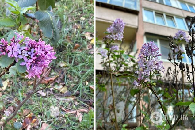В столице в начале ноября зацвела сирень