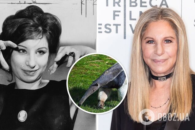 81-летняя Барбра Стрейзанд объяснила, почему никогда не делала пластику носа, из-за которого певицу прозвали 'муравьедом'. Фото