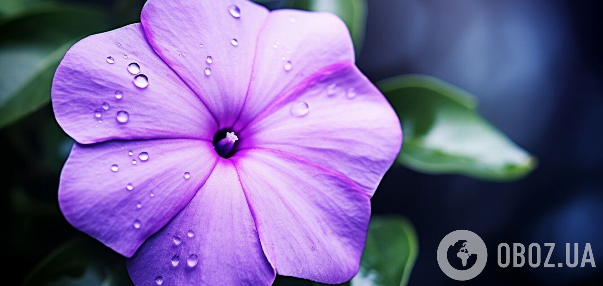 Неприхотливые и красивые: три растения, которые будут радовать цветами долгие годы