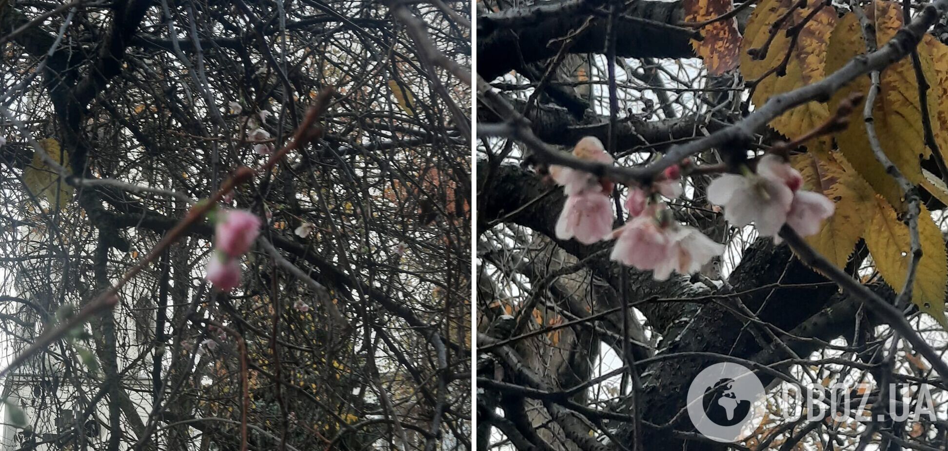 Мороз не помешал: в Мукачево в последний день осени зацвела сакура. Фото