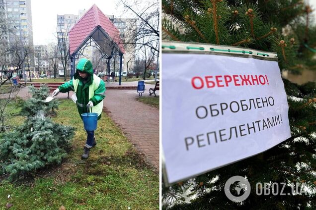 Щоб запобігти незаконному вирубуванню: у Києві хвойні дерева почали оброблювати спеціальними речовинами