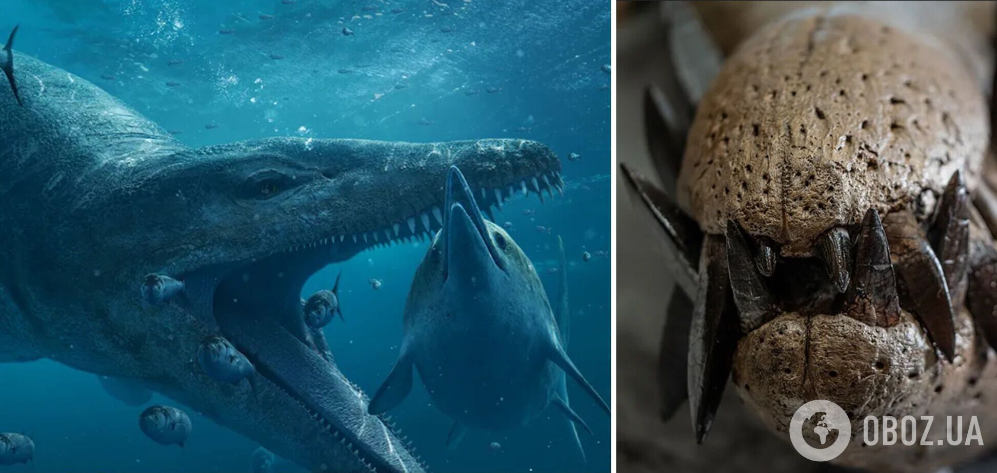 На побережье Англии нашли 2-метровый череп морского чудовища: имеет 130 зубов. Фото