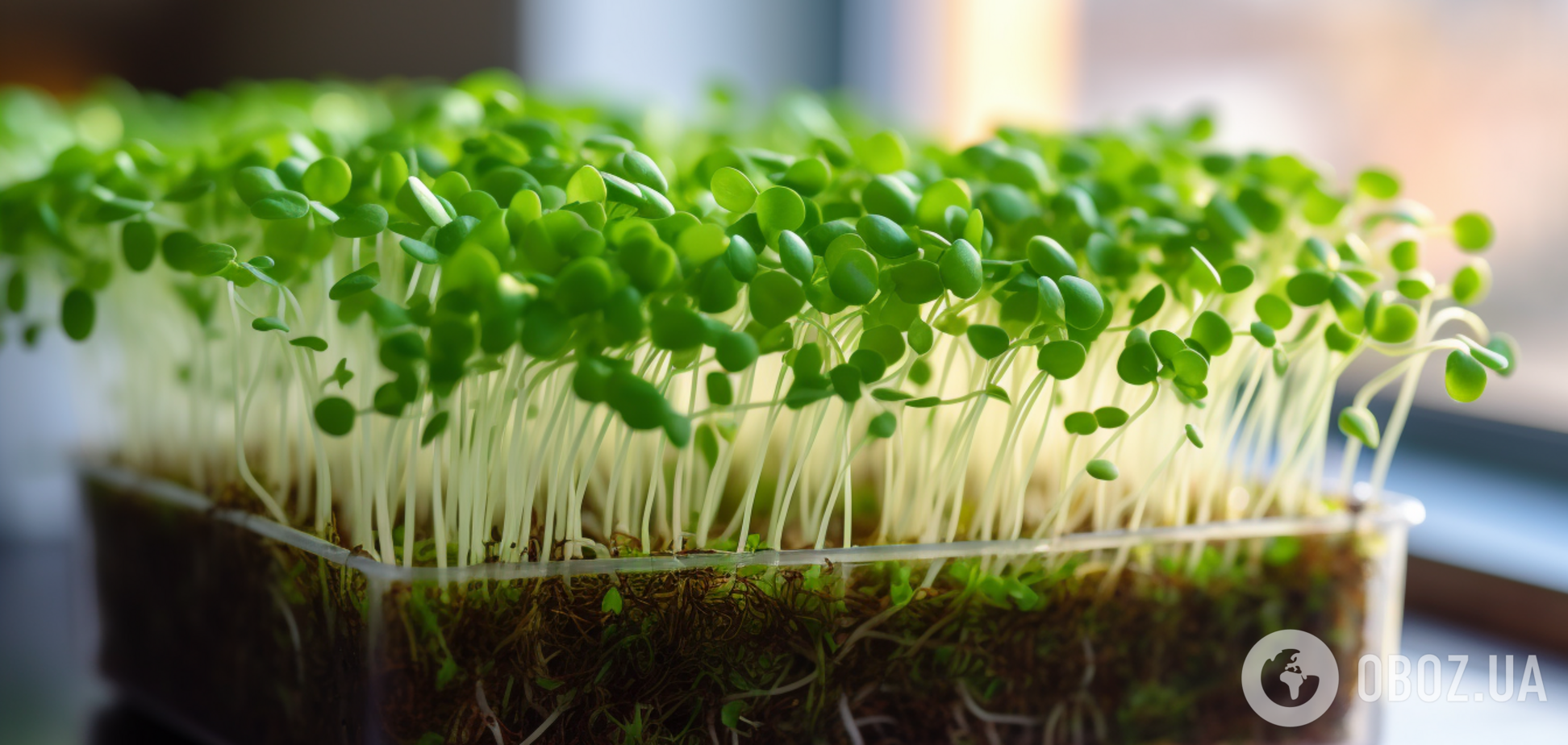 Яку мікрозелень найлегше виростити вдома: 11 варіантів