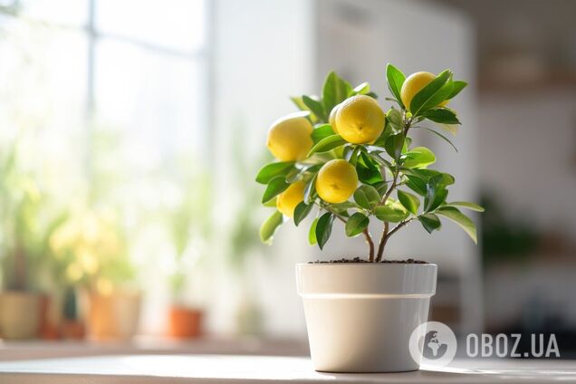 Как вырастить дома лимон из косточки: когда будут первые плоды