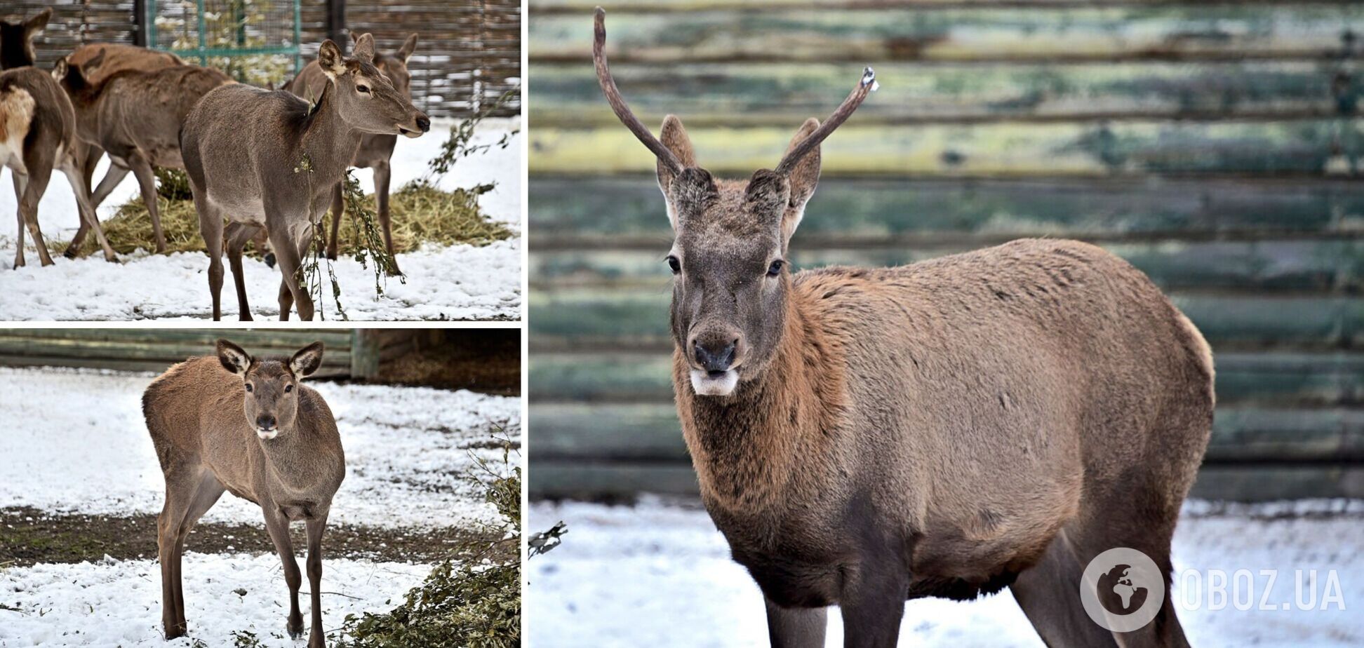 У зоопарку утворилась нова оленяча родина