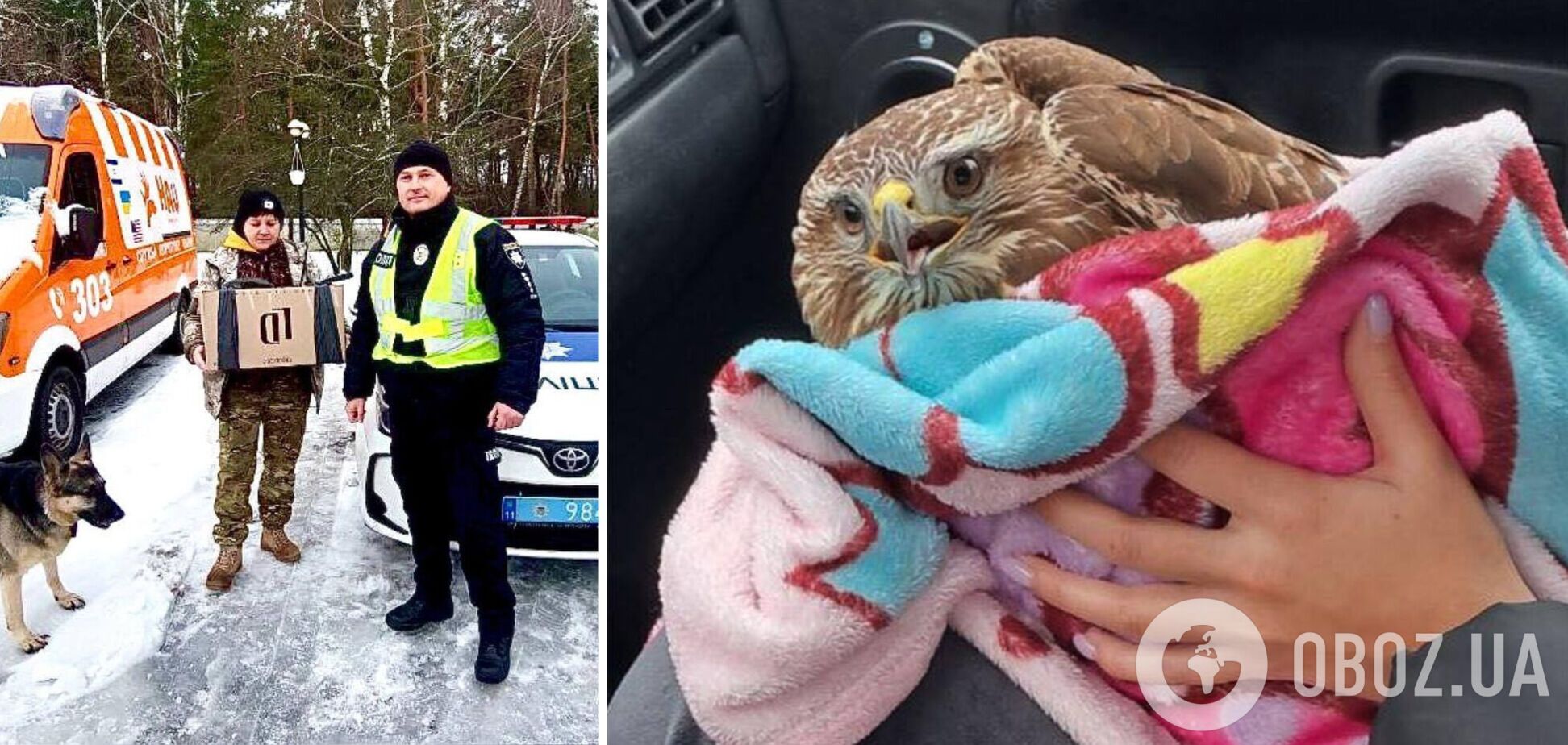 Птах знаходився на узбіччі та не міг злетіти