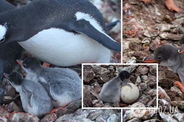 Біля станції 'Академік Вернадський' почався бебі-бум: на світ з’явилися пташенята субантарктичних пінгвінів. Фото