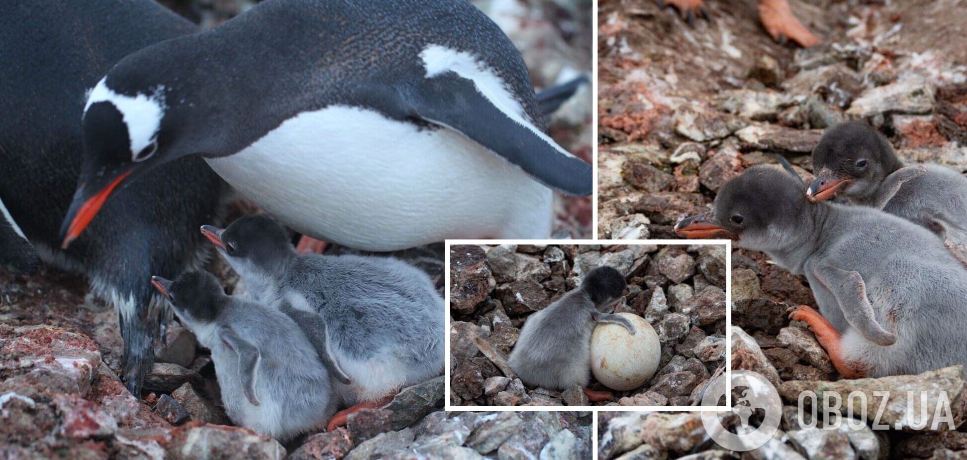 Біля станції 'Академік Вернадський' почався бебі-бум: на світ з’явилися пташенята субантарктичних пінгвінів. Фото