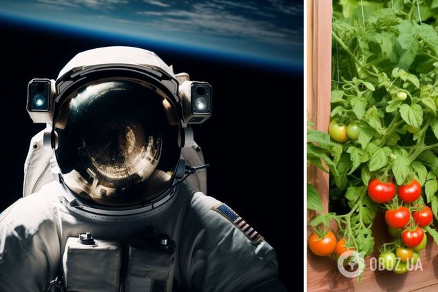 Астронавт NASA потерял помидоры на МКС: вот что с ними произошло спустя 8 месяцев в космосе. Фото