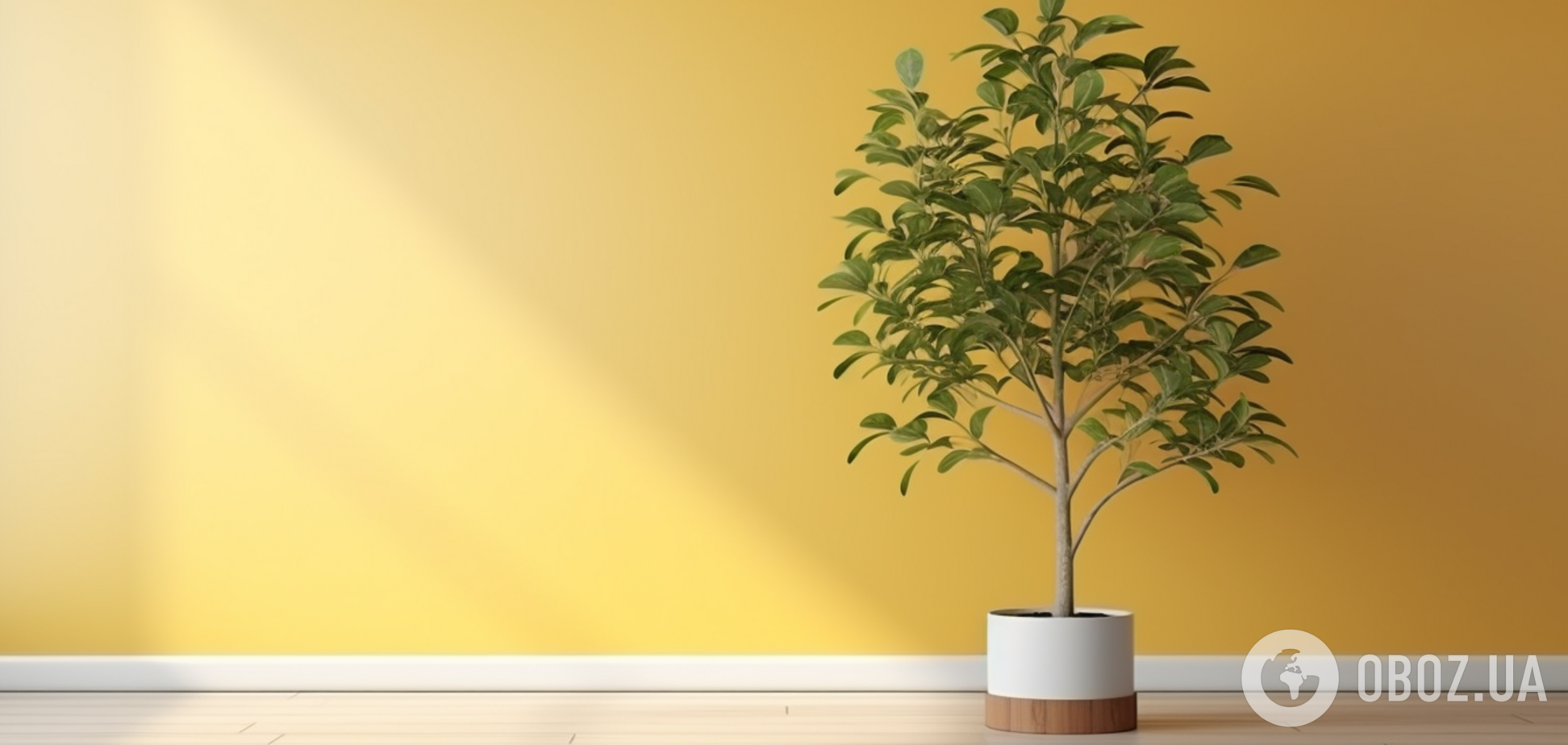 Чому у фікуса жовтіє листя: як врятувати кімнатну рослину