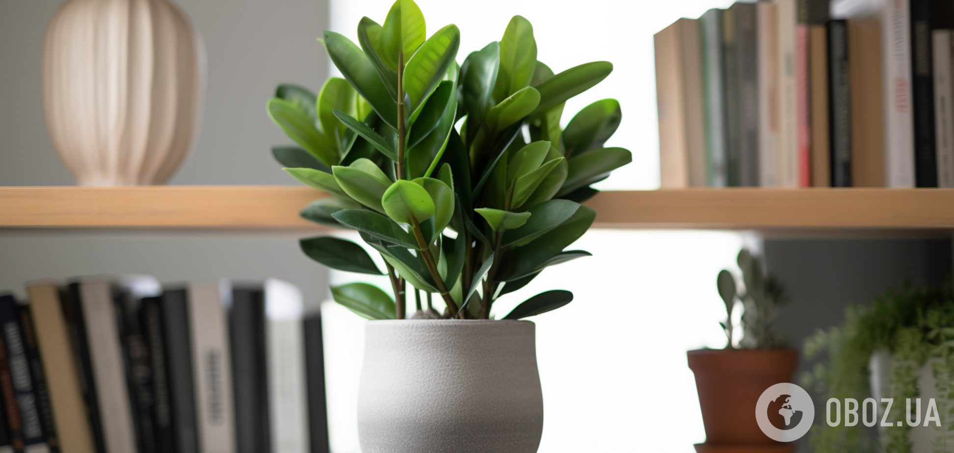 Які кімнатні квіти люблять тісні горщики: від цього залежить ріст