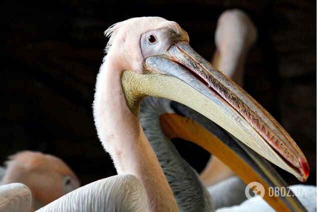 У Києві, попри зиму, можна побачити пеліканів