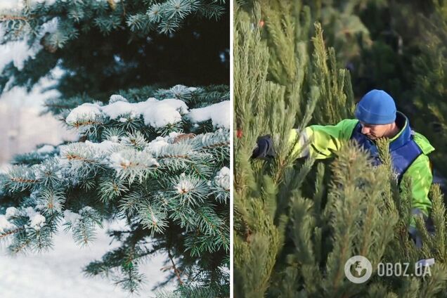 Рейди будуть постійними