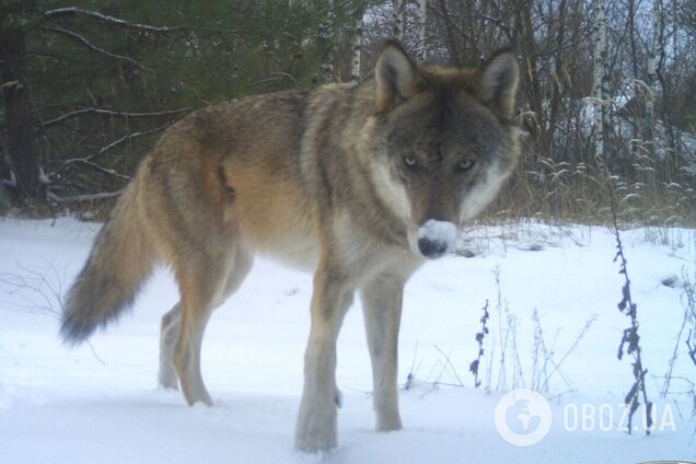 Фотопастки зафіксували вовчу зграю