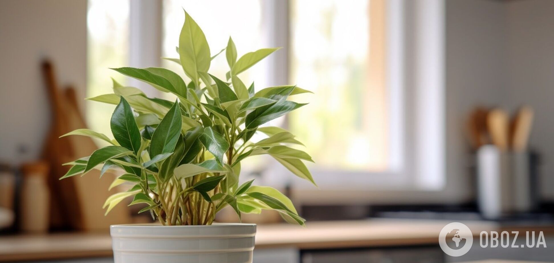 Как вырастить дома лавровый лист: советы