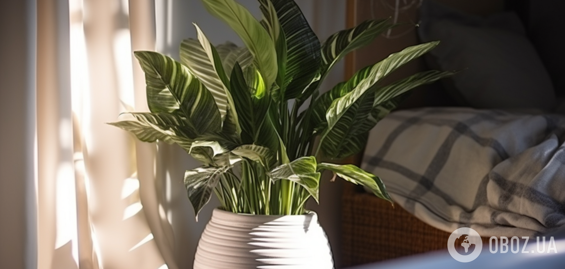 Какие комнатные цветы растут десятилетиями: самые красивые варианты