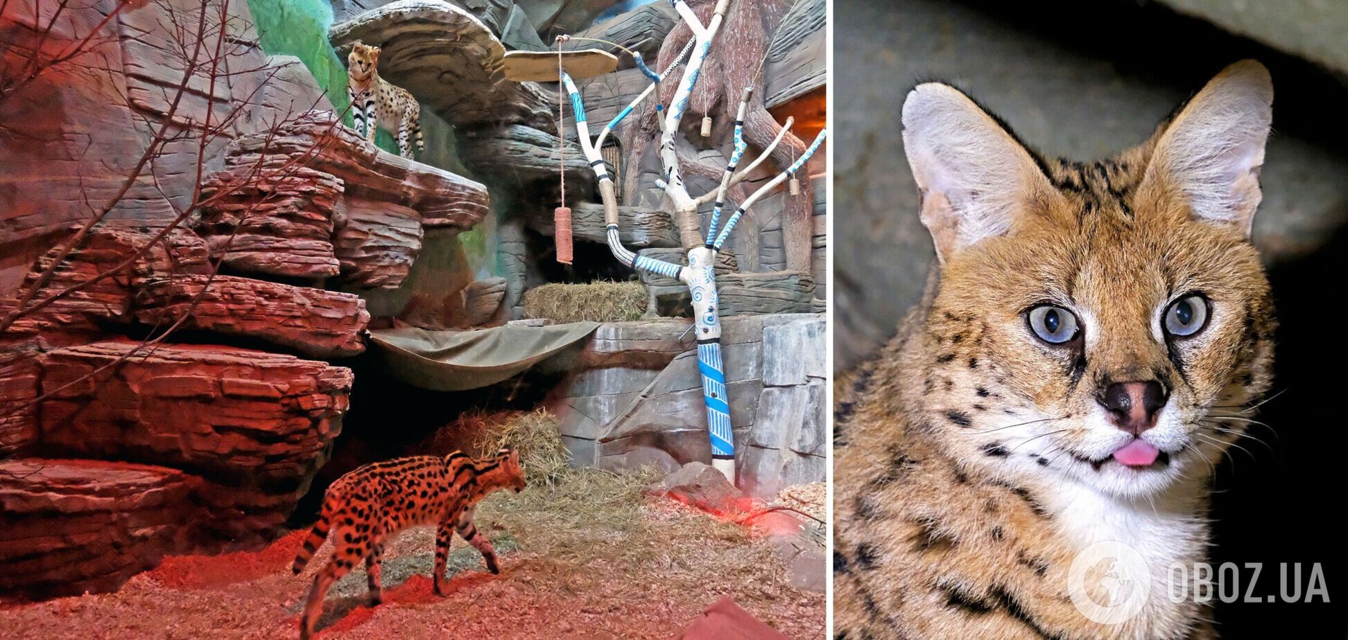 Для тварин створені усі необхідні умови