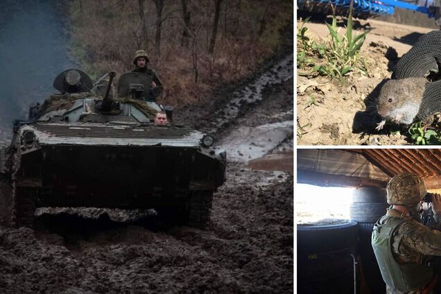 То же было во Вторую мировую: британская разведка указала на риск эпидемии мышей на фронте в Украине