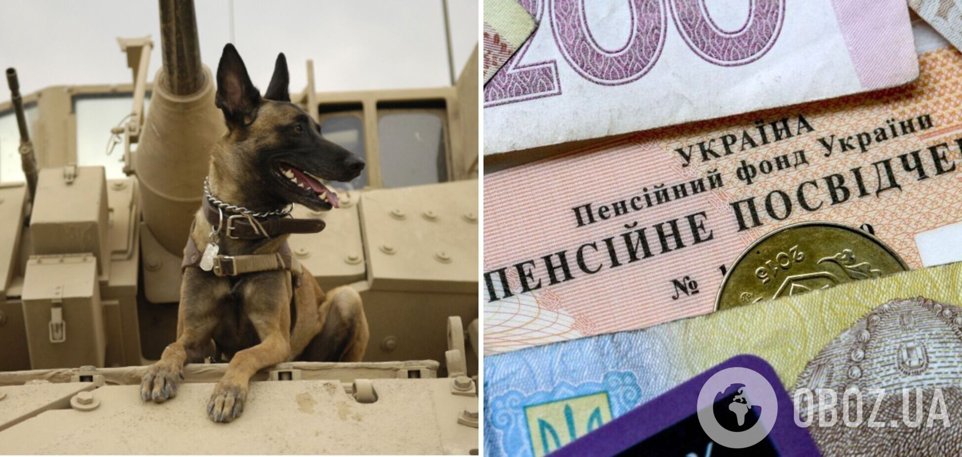 Собаки в польской армии могут быть сержантами, а потом, как и лошади, пенсионерами