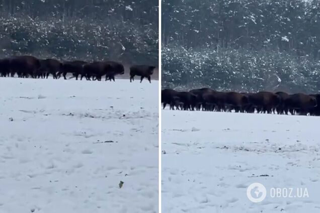 Во Львовской области зафиксировали наибольшую популяцию бизонов в Украине: появилось видео