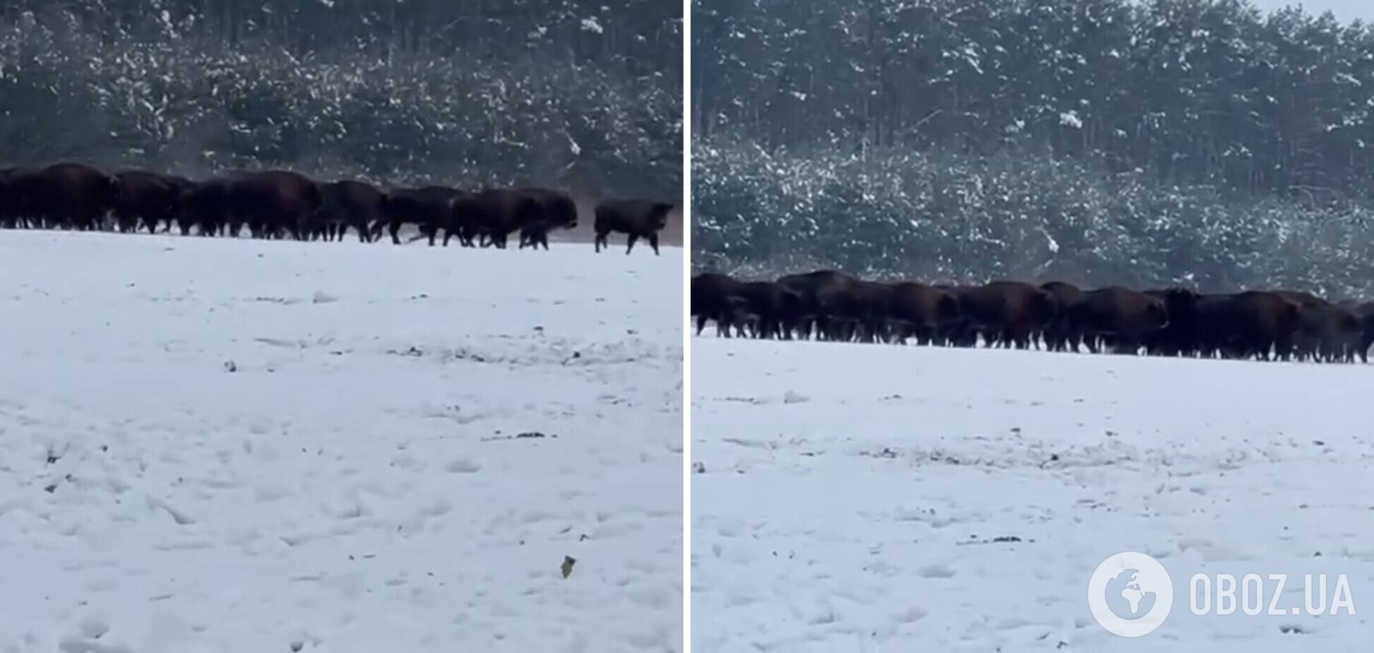 Во Львовской области зафиксировали наибольшую популяцию бизонов в Украине: появилось видео