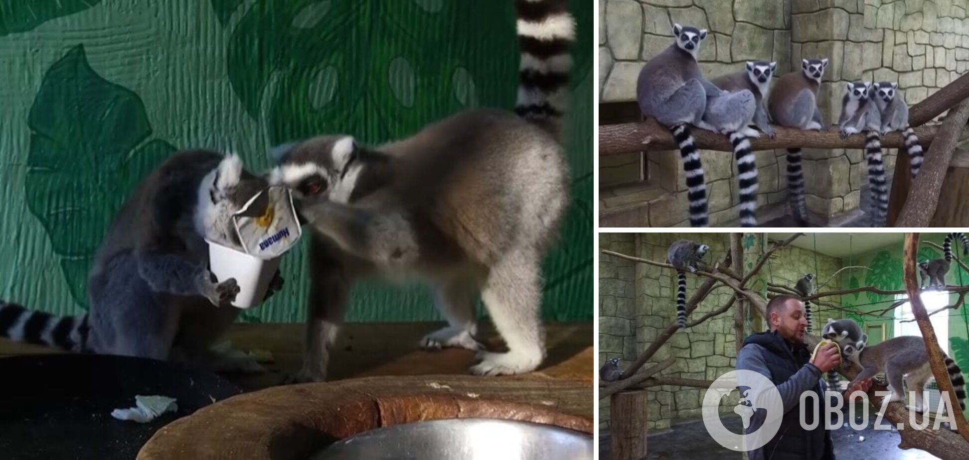 Екопарк на Харківщині після нищівних ворожих обстрілів повернув колекцію кільцехвостих лемурів. Відео