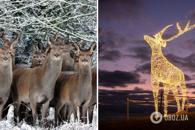 Знайдіть святкового оленя: хитра різдвяна головоломка