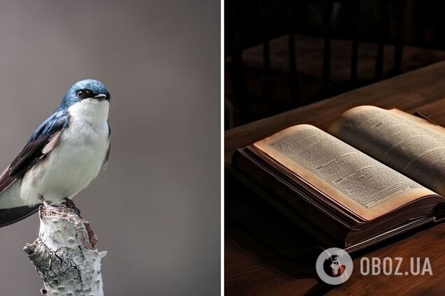 Чому ластівка прилітає взимку: з‘явилося пояснення відомої щедрівки