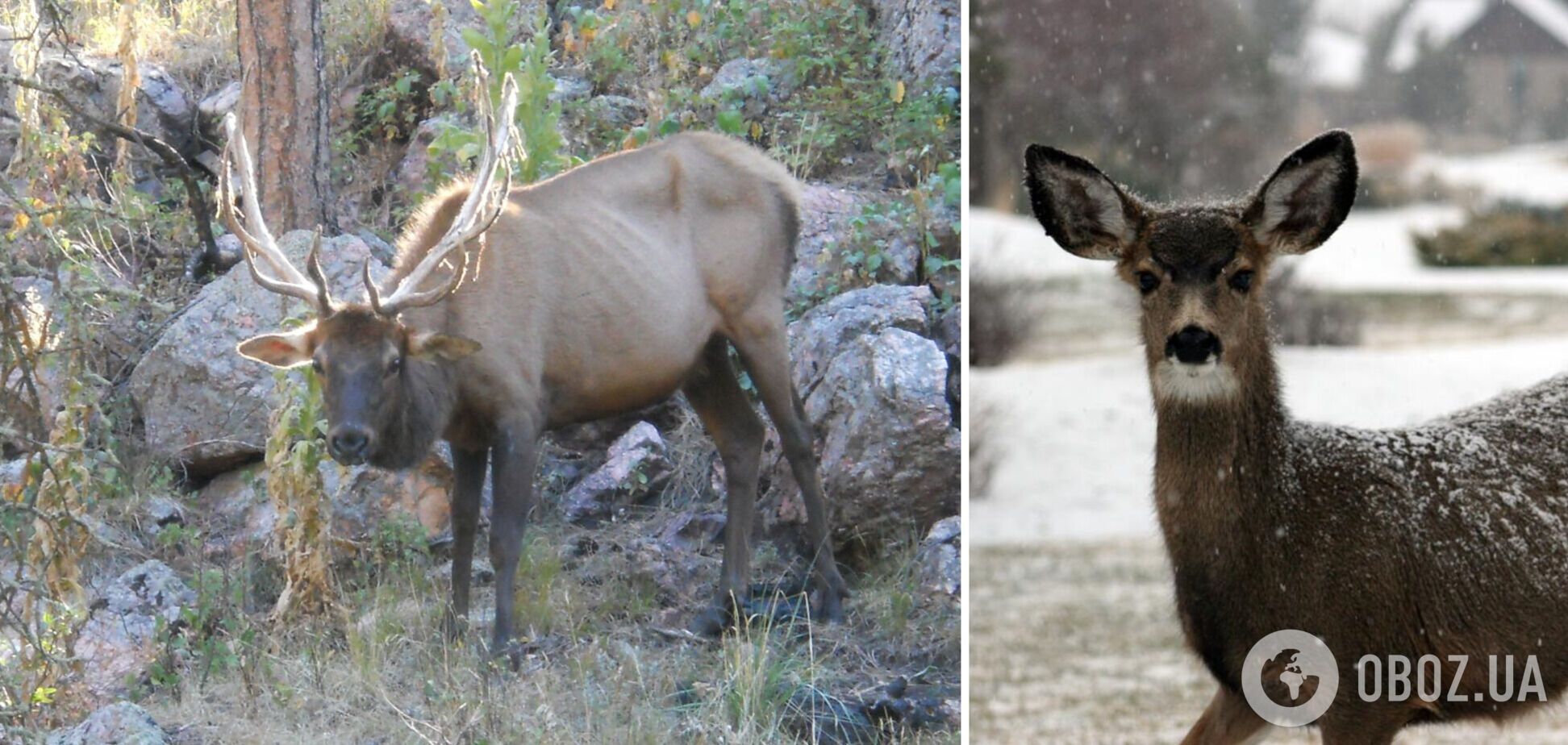 Хвороба оленів та споріднених видів створює потенційну загрозу для людини
