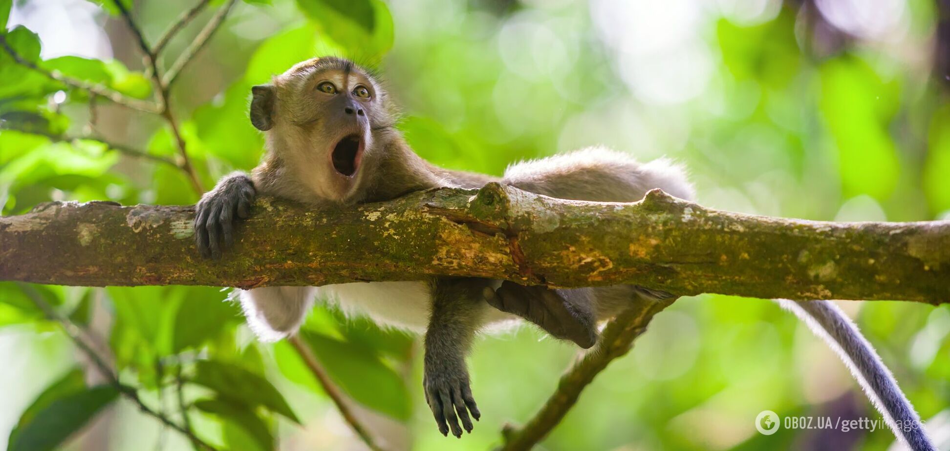 Мавпи почали використовувати кам'яні знаряддя праці, коли через COVID-19 зникли туристи і їжа задурно