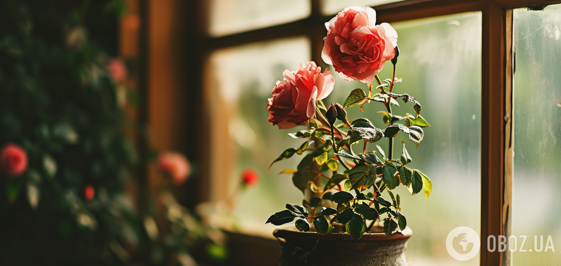 Как вырастить розу на подоконнике: простые лайфхаки для капризного цветка