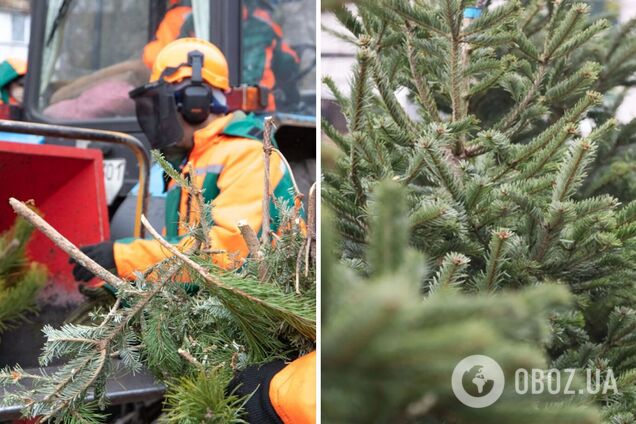 В Киеве с 4 января начнут работать пункты приема елок