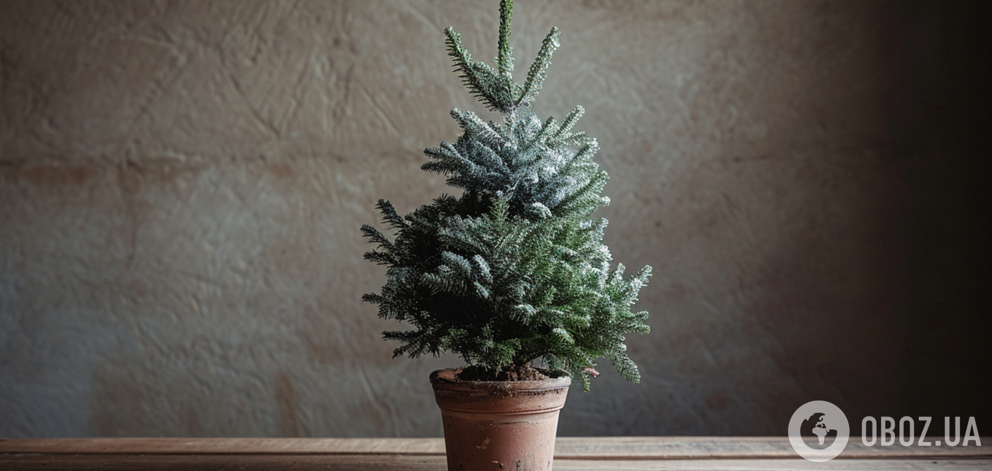 Что делать с живой елкой после праздников: секреты ухода за деревом в горшке