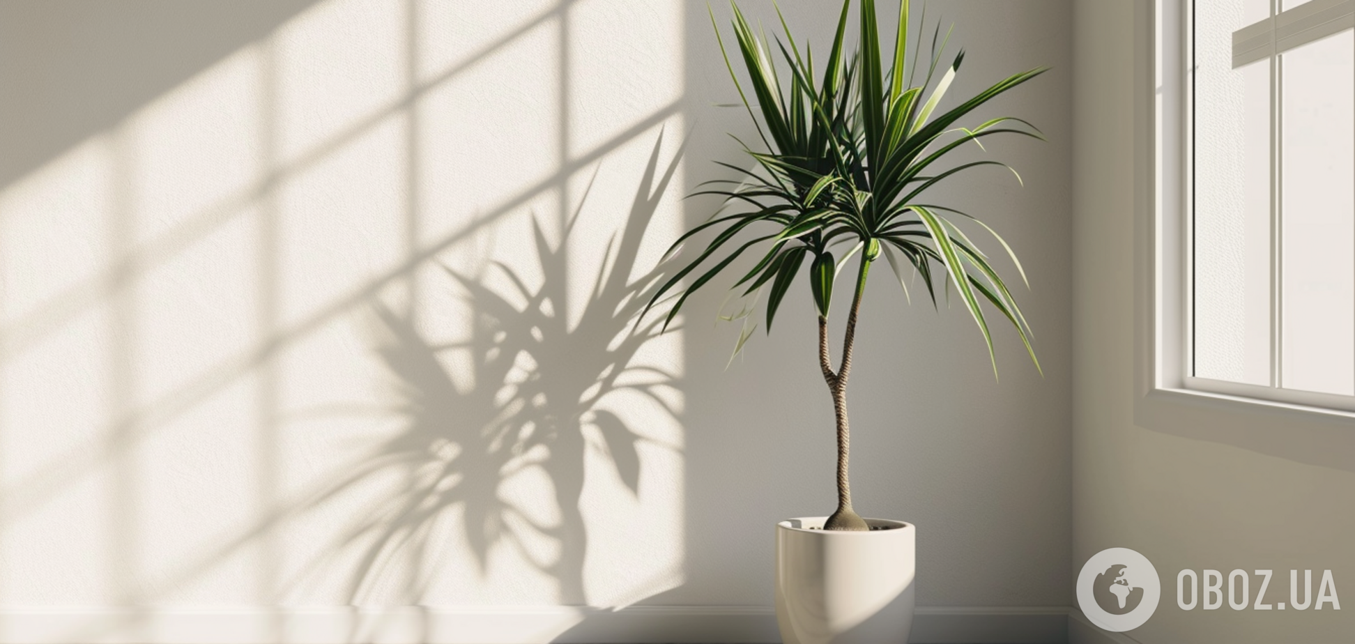 Не только денежное дерево: какие комнатные цветы привлекают в дом богатство