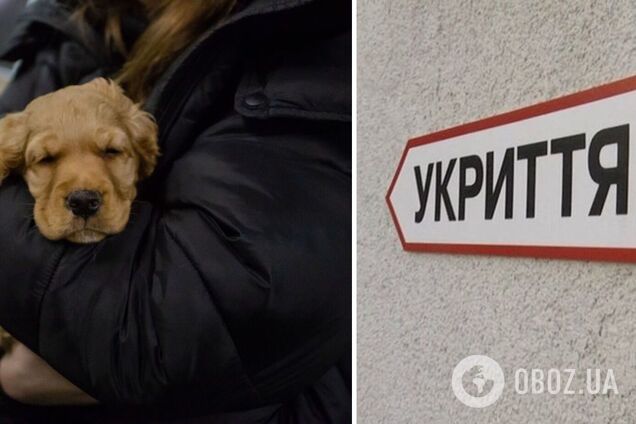 В Украине хотят изменить правила относительно животных в укрытиях после вопиющего случая в Киеве. Первые подробности