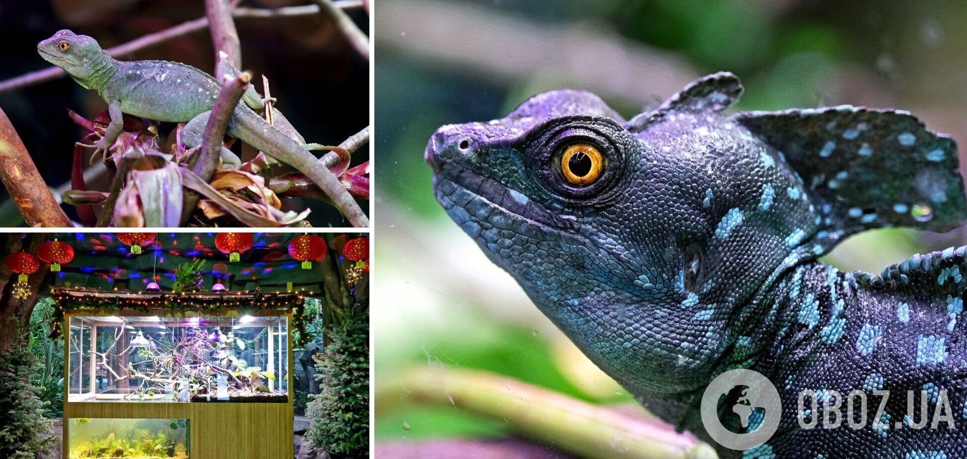 В зоопарке можно увидеть родственников 'драконов' – василисков