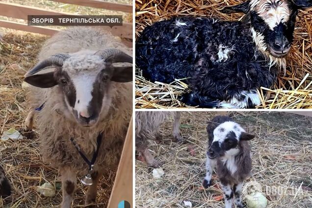 Народження ягняти в отарі біля різдвяного вертепу