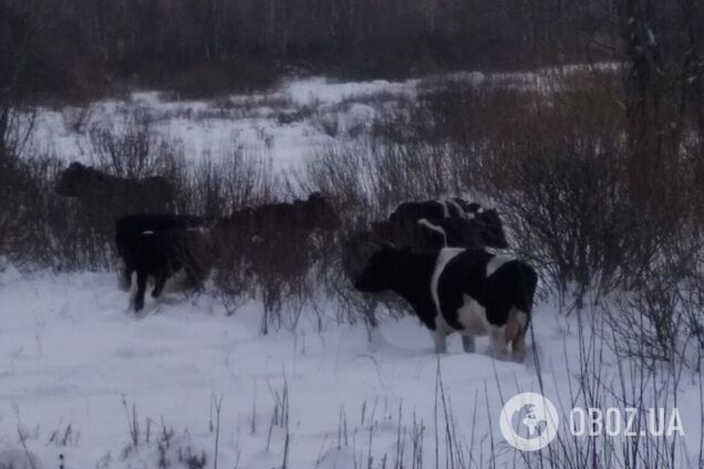 Тварини знаходять собі їжу під снігом