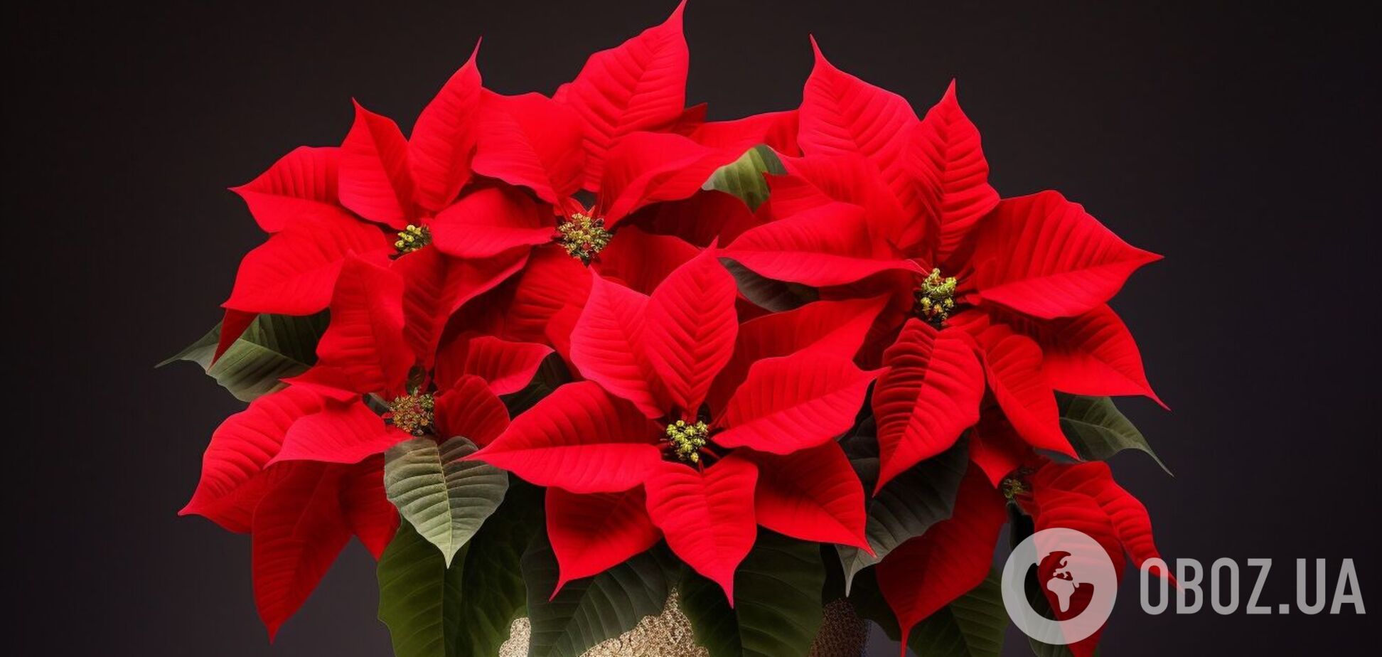 Пуансетия будет цвести даже после Рождества: как правильно ухаживать за цветком