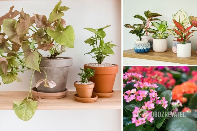 Які кімнатні рослини приживуться у будь-якому домі: список
