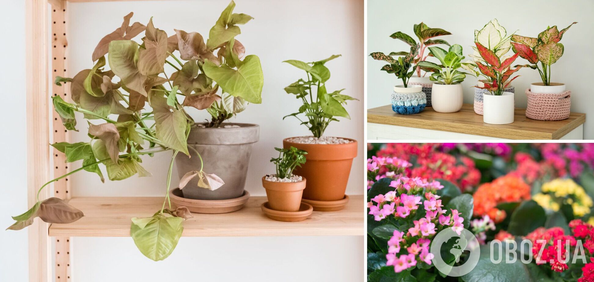 Які кімнатні рослини приживуться у будь-якому домі: список