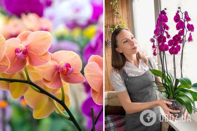 Что нужно делать, чтобы орхидея пускала много бутонов: три простых совета