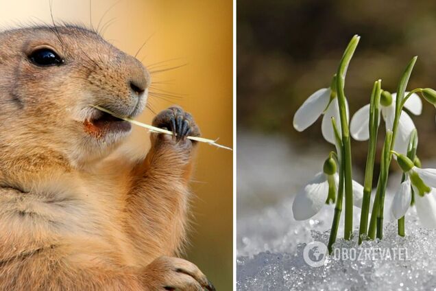 День бабака: як передбачають у цей день погоду, прикмети й історія свята