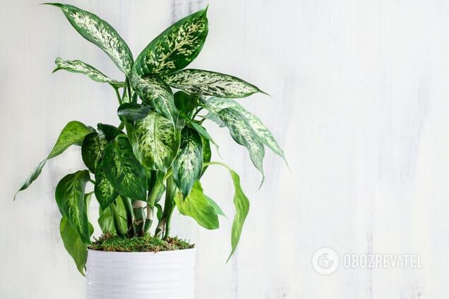 Какие растения спасут жилье от пыли: убирать станет гораздо легче