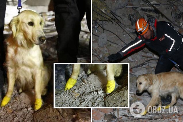 В Турции пес помог спасти из-под завалов пятерых: даже с ранеными лапами не оставлял поисков. Фото