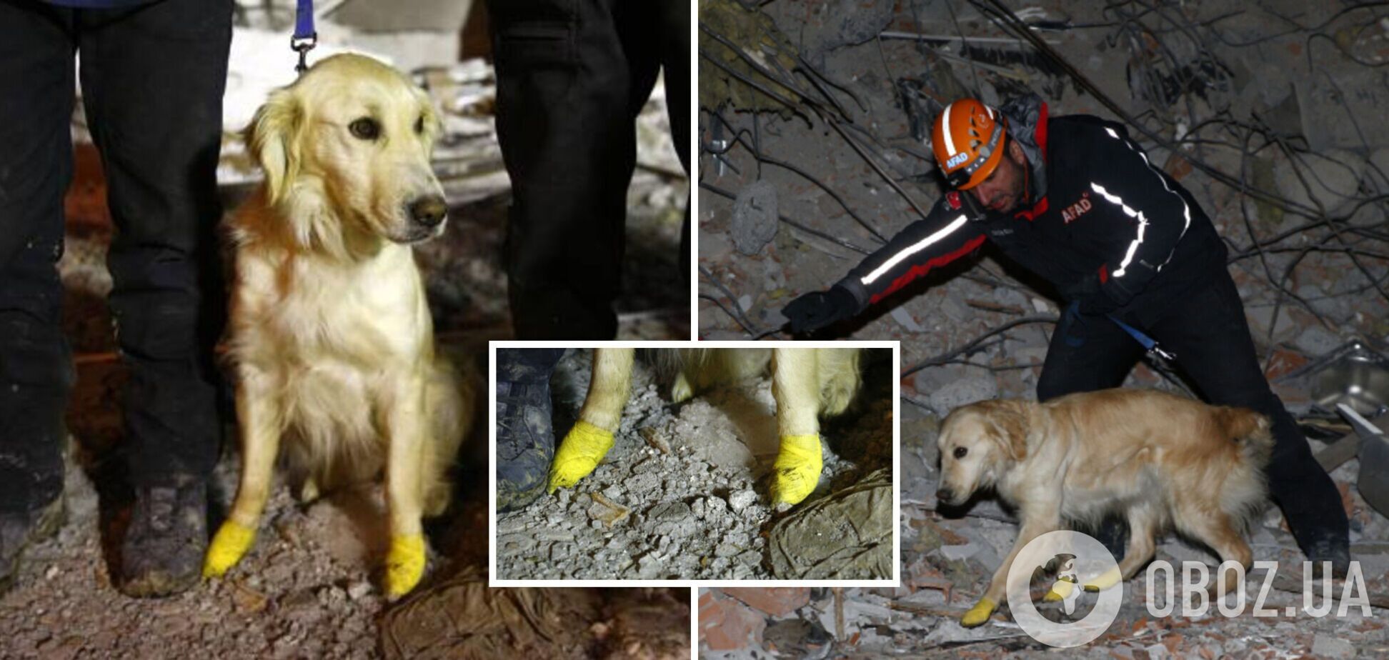В Турции пес помог спасти из-под завалов пятерых: даже с ранеными лапами не оставлял поисков. Фото